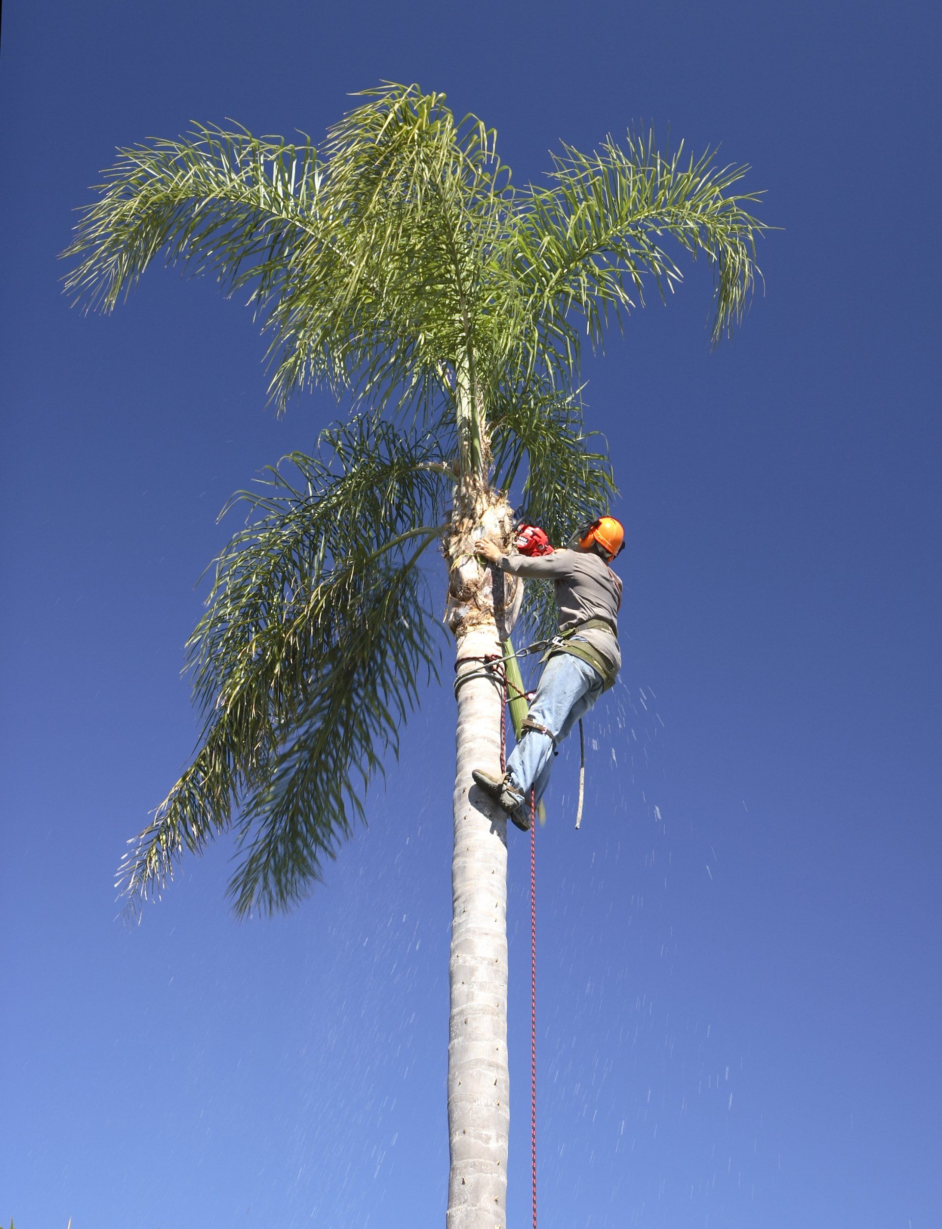 Worker climbing a tall palm tree against a clear blue sky