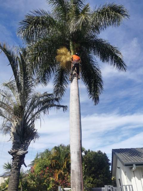 tree removal Helensvale