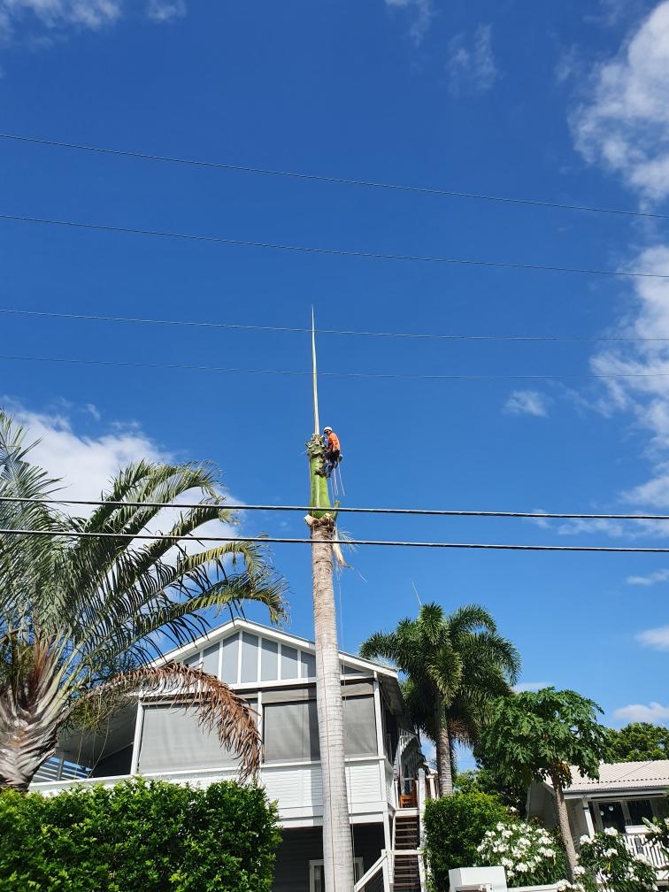 A man is climbing a palm tree in front of a house. Tree Cutting Services 