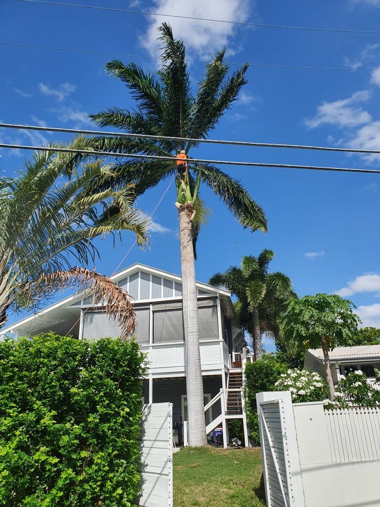 Palm Cleaning & Removal Gold Coast