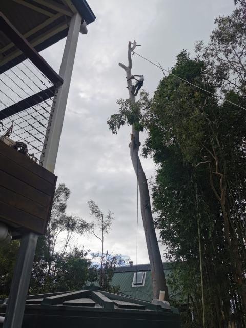 A man is climbing a tree in front of a house