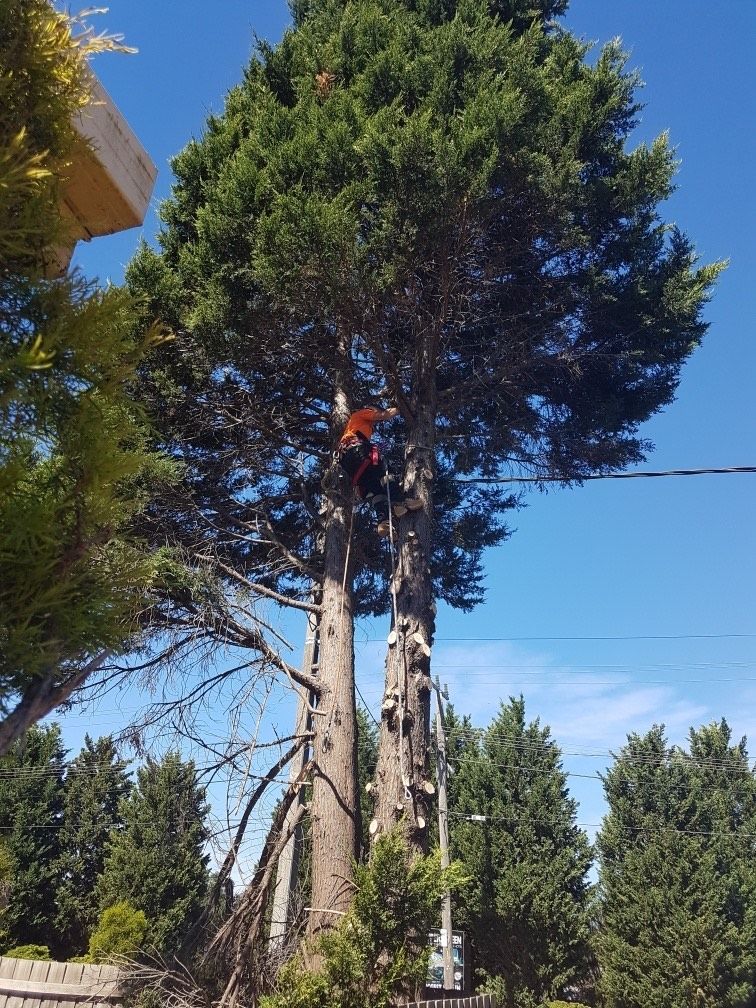 Hazardous Tree Removal