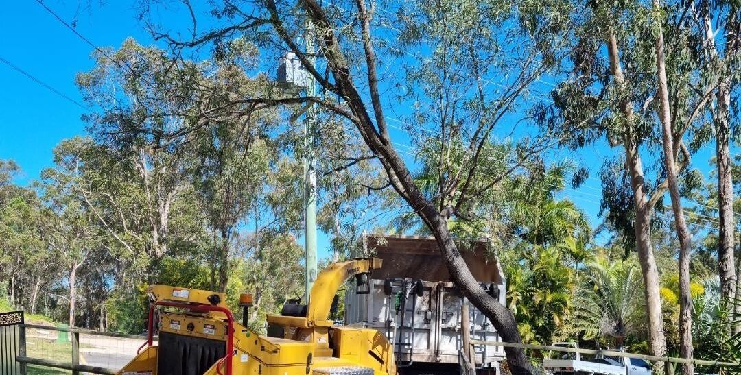 Emergency Tree Removal Gold Coast