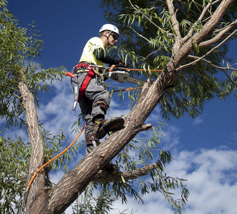 local arborist gold coast