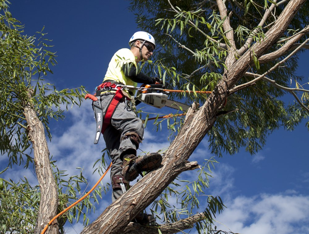 A man is cutting a tree branch with a chainsaw.