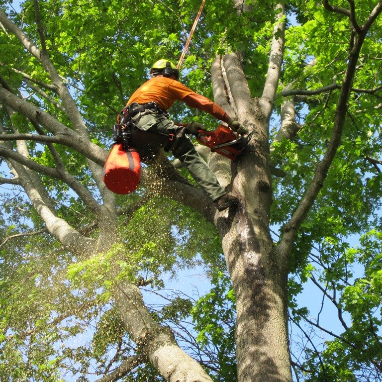 #1 Tree Loppers Gold Coast | Tree Lopping Services Gold Coast |Tree Removal