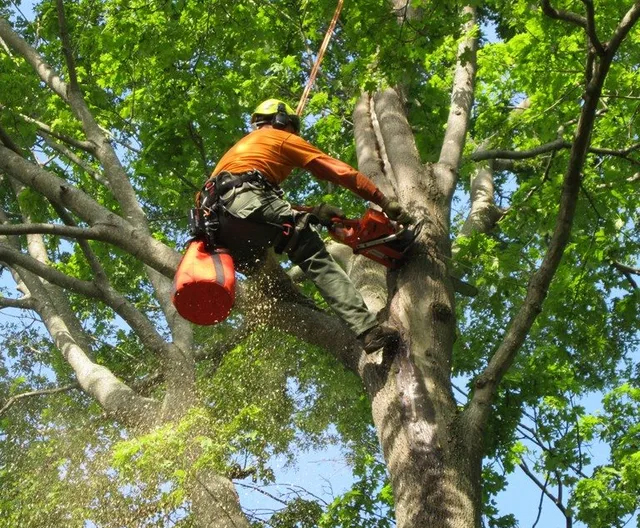 Tree Removal Gallery | Tree Lopping Gold Coast