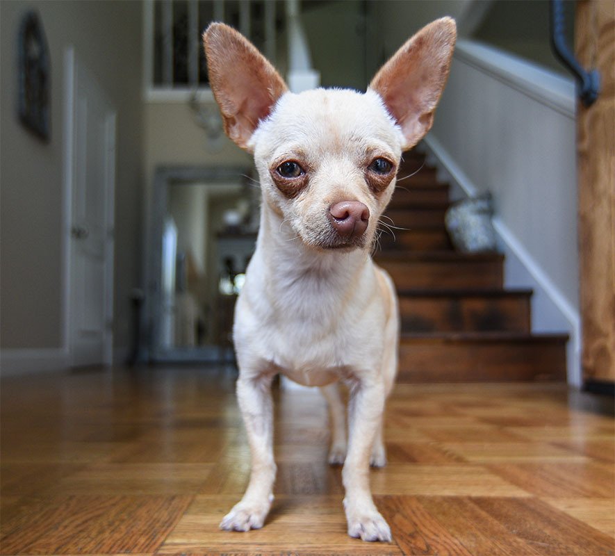 Little Trooper Ranch Dog Rescue and Adoption, Sonoma County