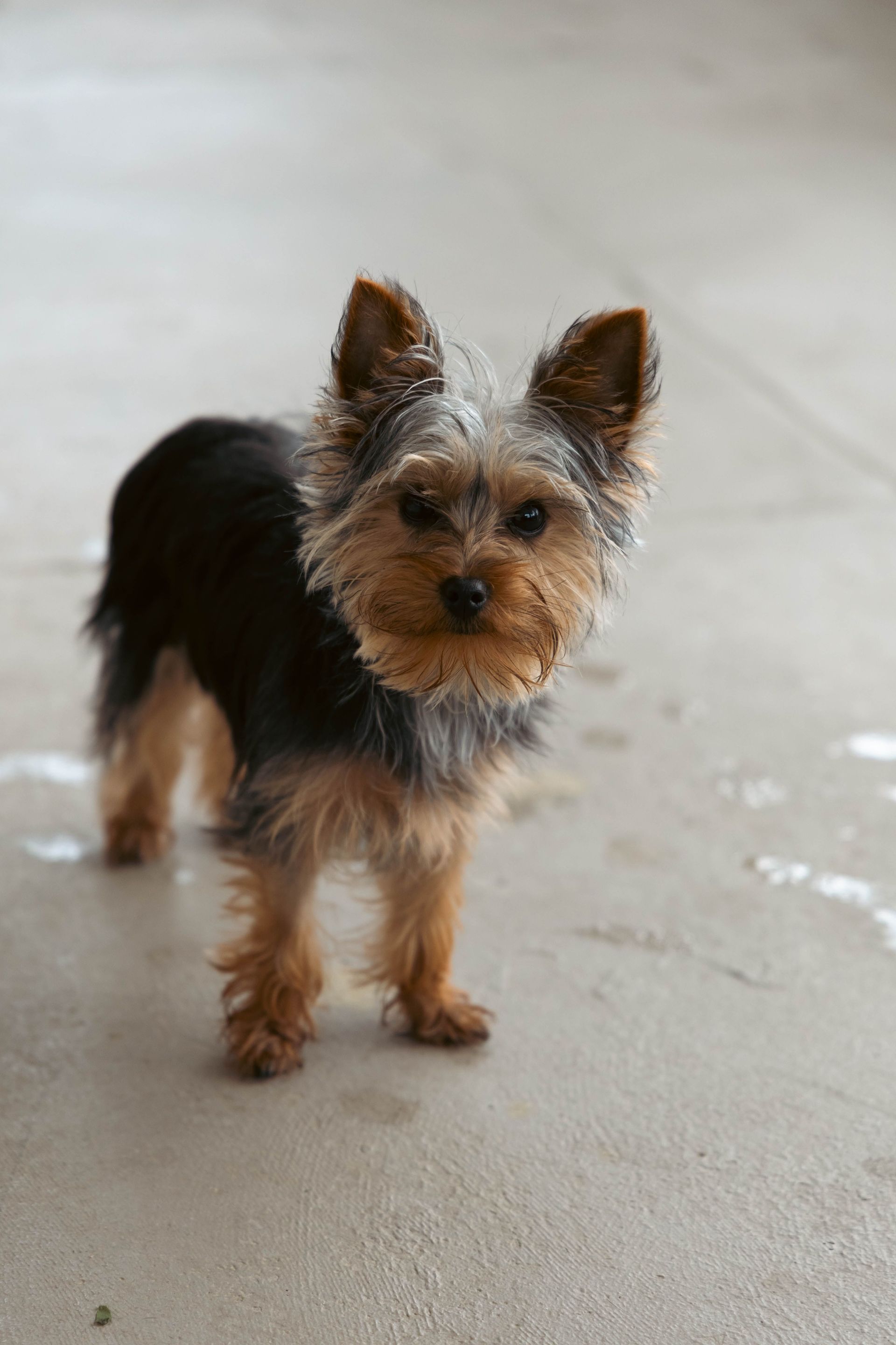 Small black-and-tan Yorkshire Terrier standing on a concrete floor, facing the camera.