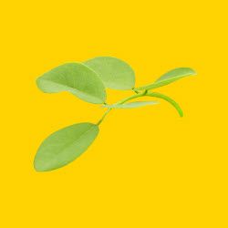 Saves Trees A close up of a green leaf on a yellow background.