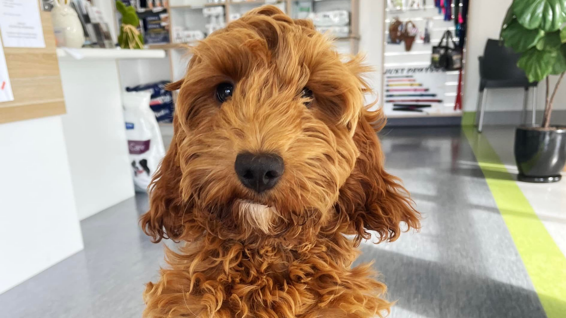 Golden-red, fluffy Goldendoodle puppy looking at the camera, indoors with a light green accent.