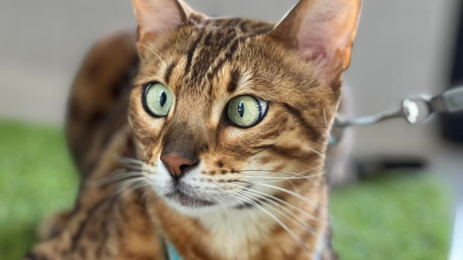 Bengal cat with green eyes and brown markings looking alertly, wearing a blue harness, outdoors.