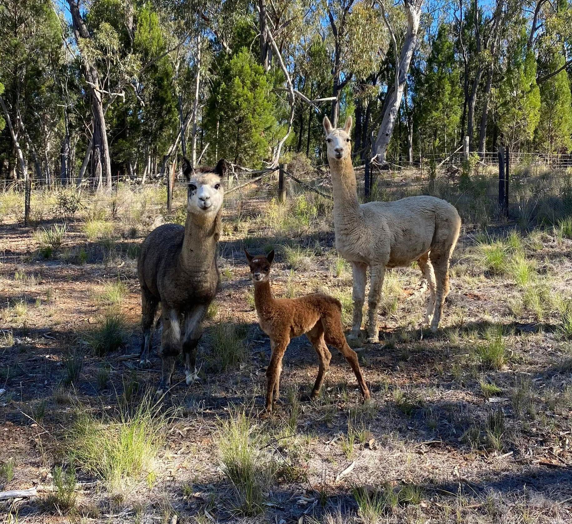 Three alpacas in a field: brown, grey, and white. The fawn colored alpaca is in the middle. Trees in the background.