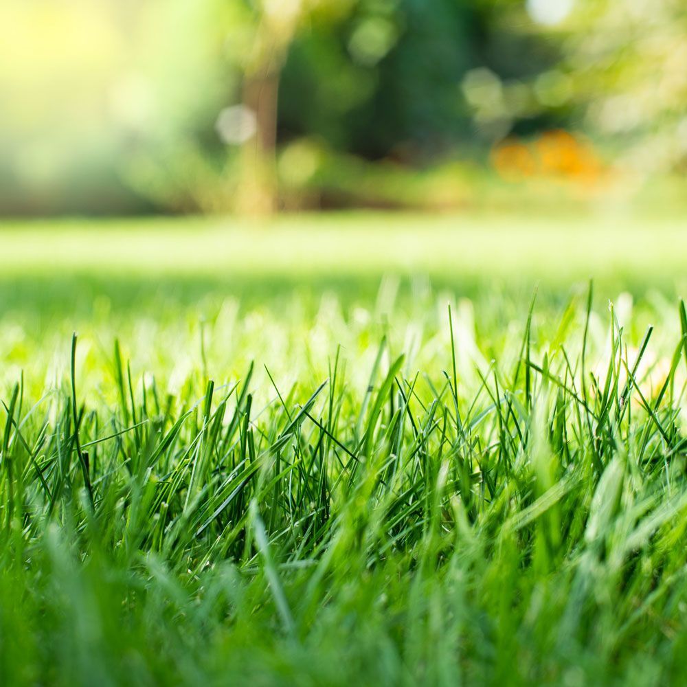 Grass — Evans City, PA — VicNor Farms