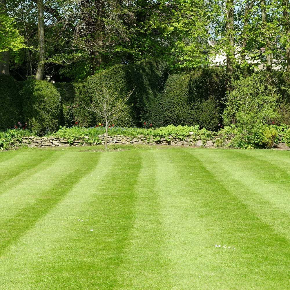 Clean Lawn — Evans City, PA — VicNor Farms