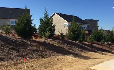 Row of evergreen shrubs on a dry slope in front of suburban houses under a clear blue sky