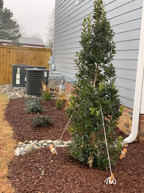 Young staked shrub in a mulched side yard beside a house, with rocks and an AC unit nearby