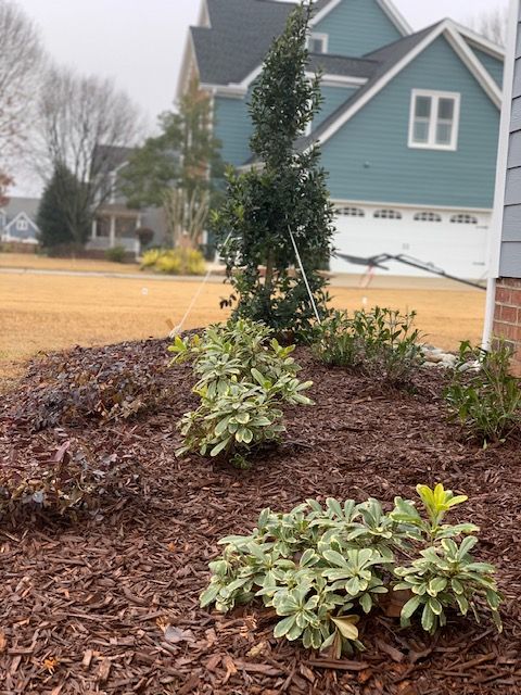 Mulched front yard bed with shrubs and a small tree beside a blue house in winter