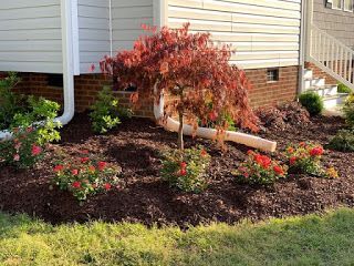 Front yard flower bed with a red-leaf shrub, small blooming plants, and mulch beside a house.