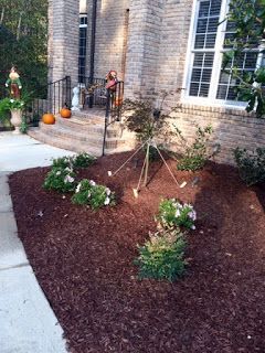 Front yard landscaping with mulch beds, small shrubs, pumpkins, and a brick house with a window