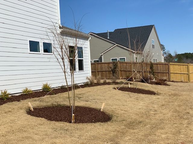 Backyard landscaping with young trees, mulch rings, fence, and houses under a clear sky
