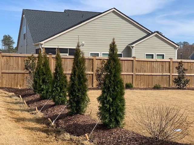 Backyard with wooden fence, beige house, and row of young evergreen shrubs in mulch landscaping