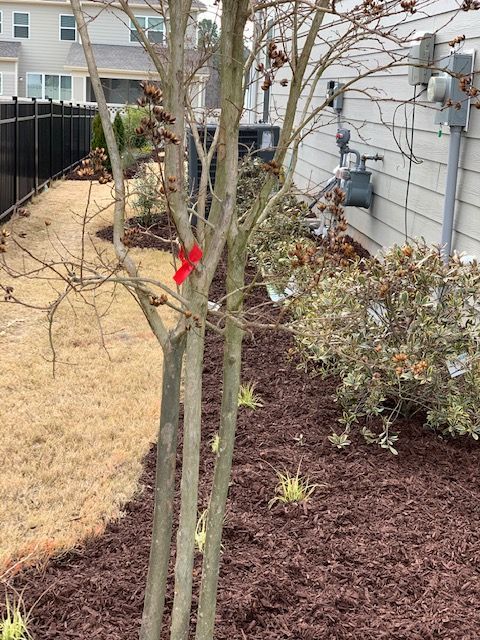 Young leafless tree with a red mark in a landscaped yard beside a house and fence
