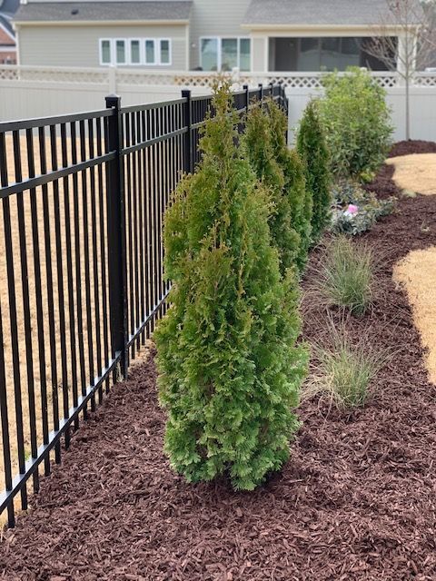 Black metal fence beside landscaped shrubs and mulch in a suburban yard