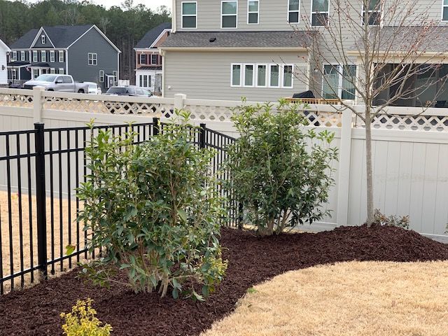 Backyard landscaping with two shrubs, black metal fence, white fence, and tan mulch beside a house