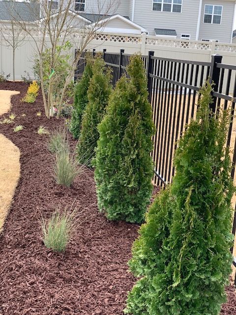 Landscaped yard with small evergreen shrubs, mulch, and a black metal fence by a house