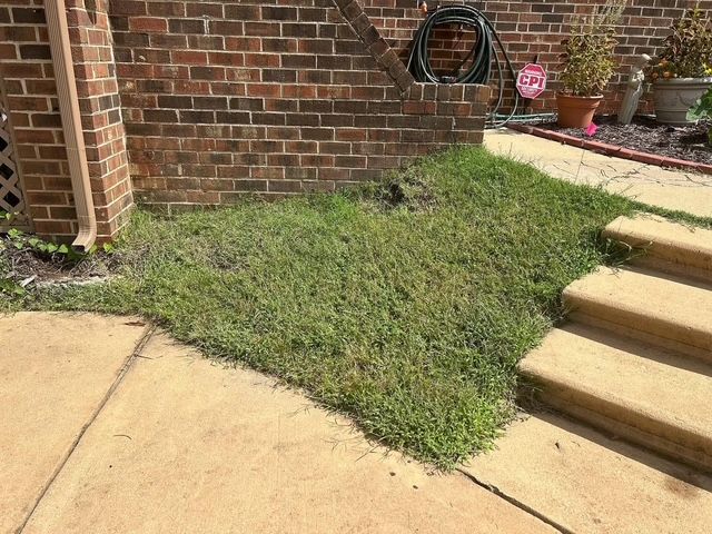 Brick house corner with overgrown grass beside a concrete walkway and steps.