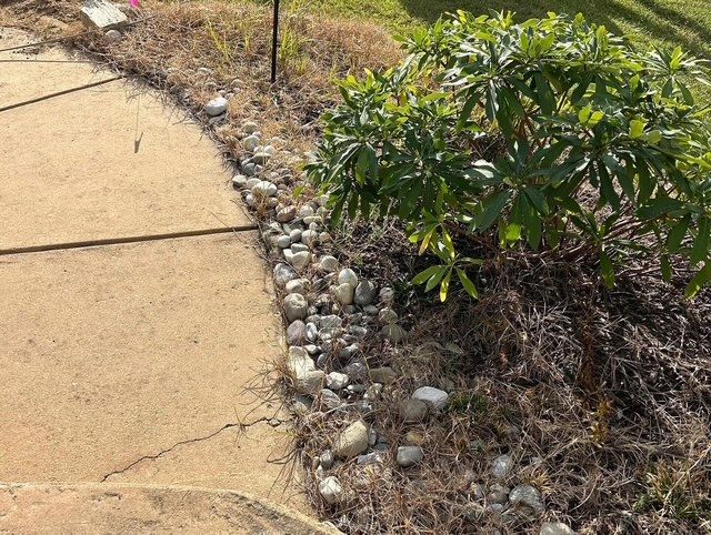 Curved sidewalk beside a mulch bed with rocks and a green shrub in a dry landscape
