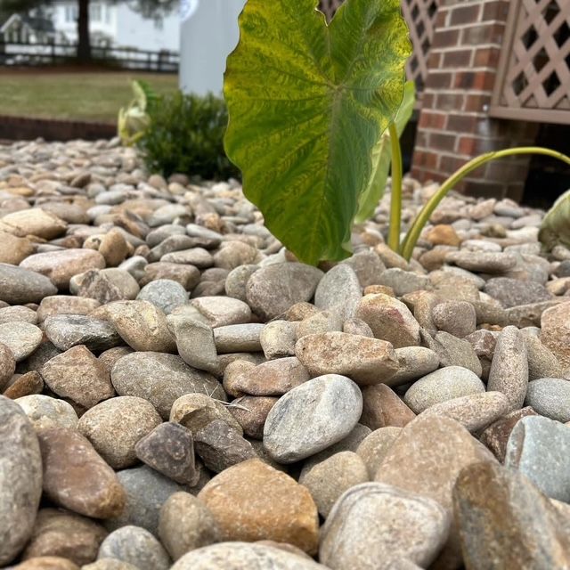 Young green plant sprouting among smooth river rocks near a brick house