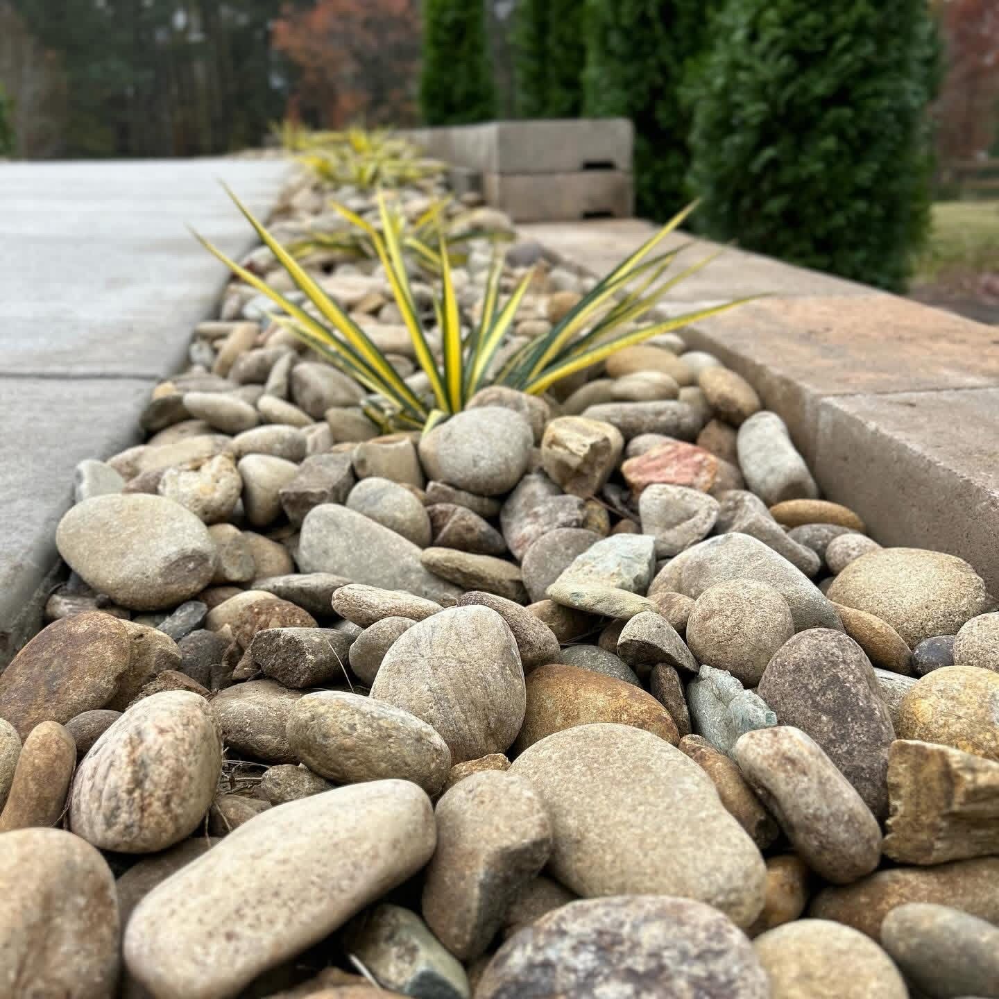 Rock garden with smooth stones and a small yellow-green ornamental plant along a curb