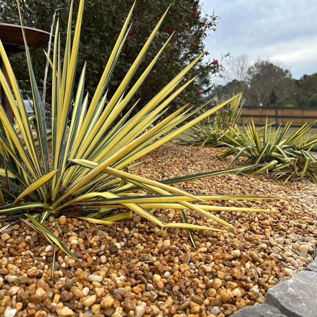 Yellow-green spiky ornamental plants in a gravel garden beside a paved path under a cloudy sky
