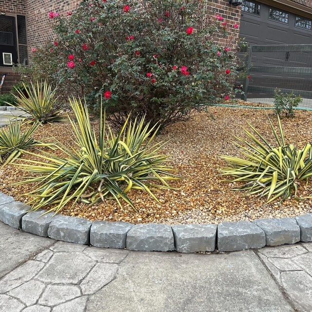Landscaped front yard with a rose bush and spiky green plants in a curved gravel bed by a sidewalk.