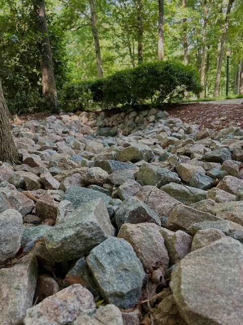 Rocky streambed in a wooded area with trees and green shrubs along the bank
