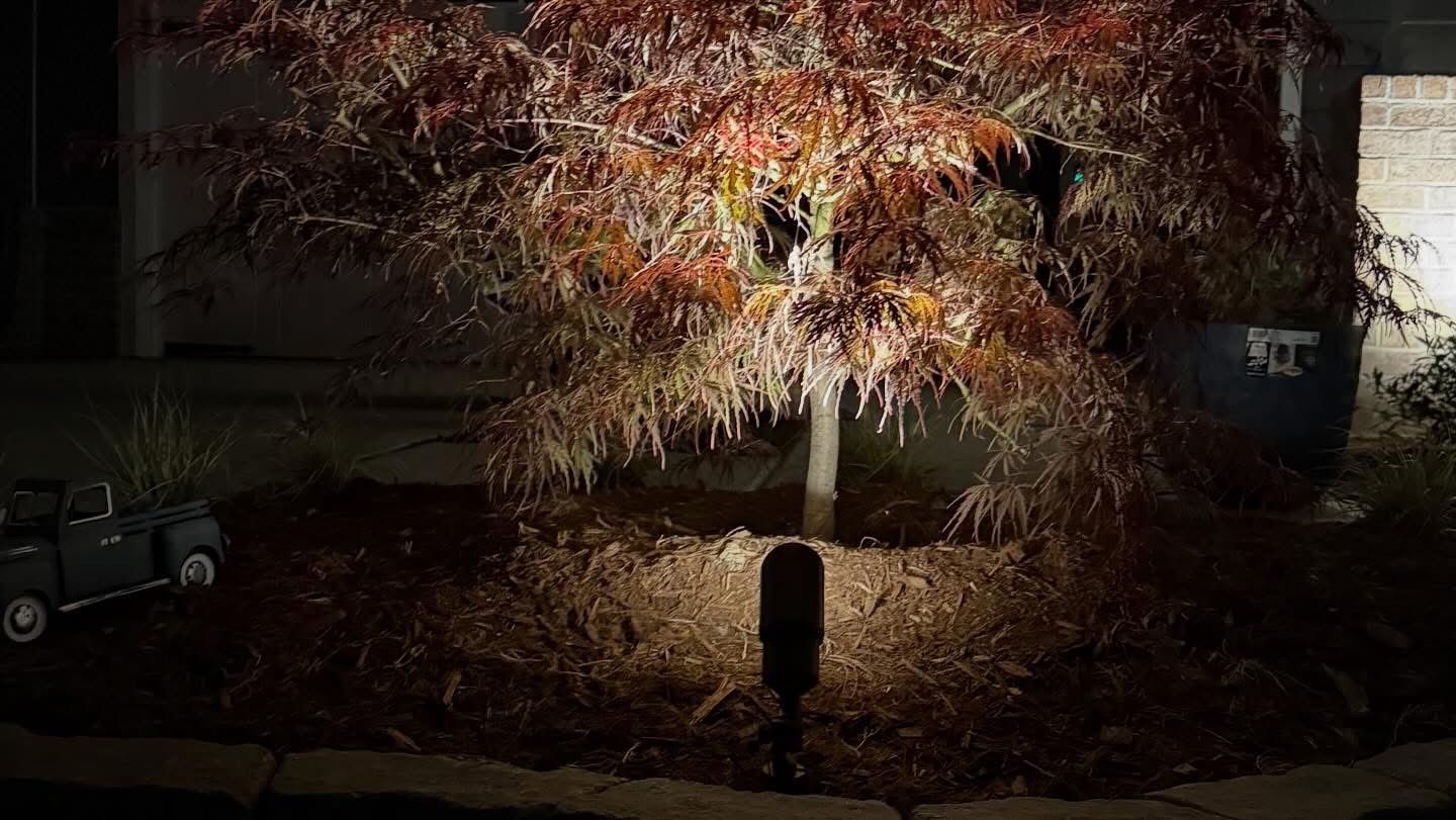 Tree with autumn leaves lit by a spotlight in a dark outdoor yard at night
