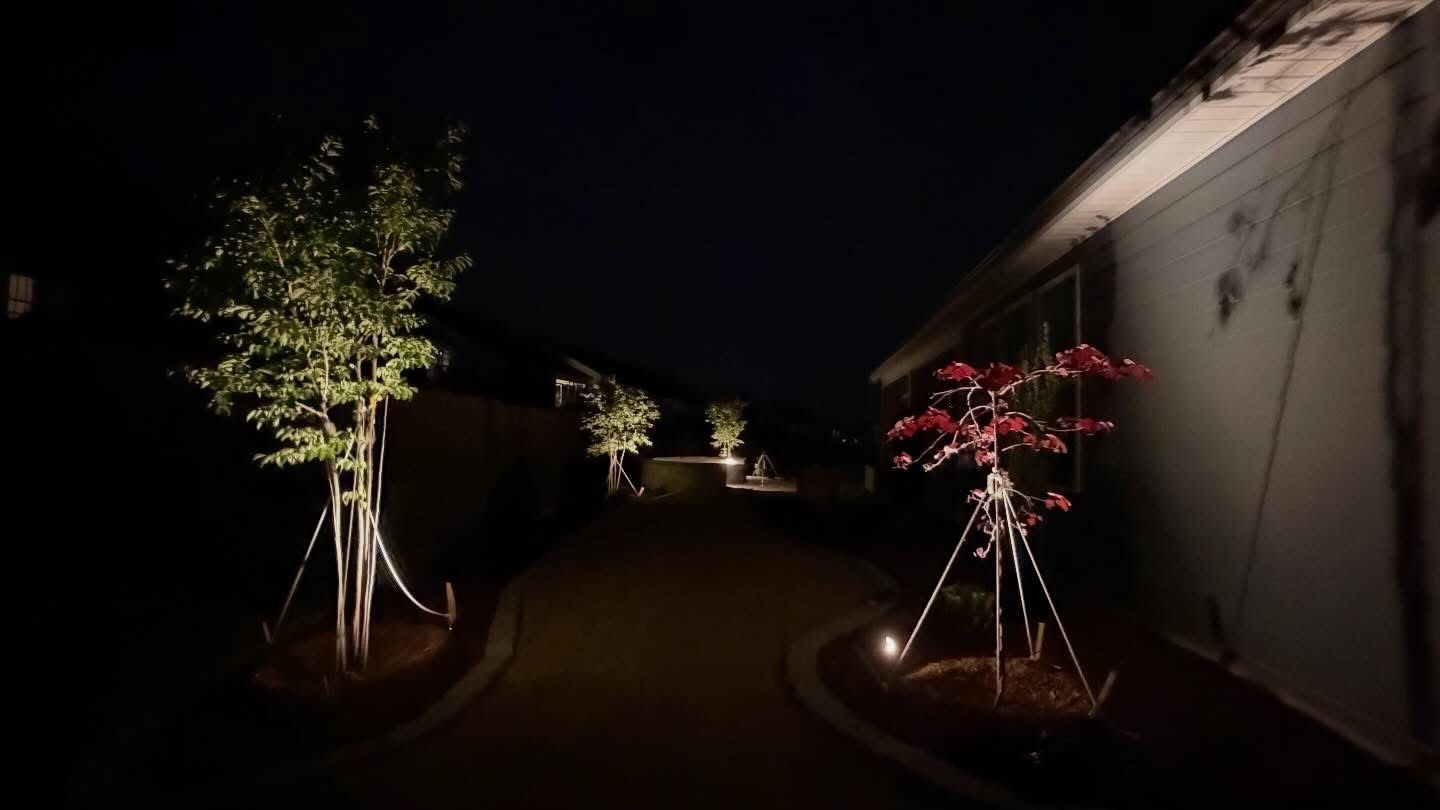 Nighttime walkway with lit young trees and a white wall on the right