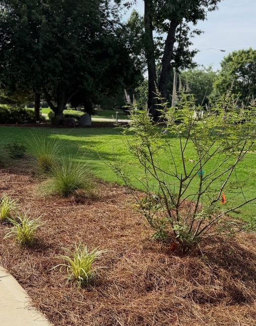 Mulched garden bed with small shrubs and grasses beside a green lawn and trees