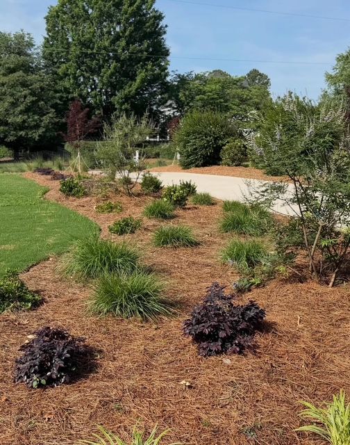 Mulched garden bed with small shrubs and grasses beside a paved walkway on a sunny day