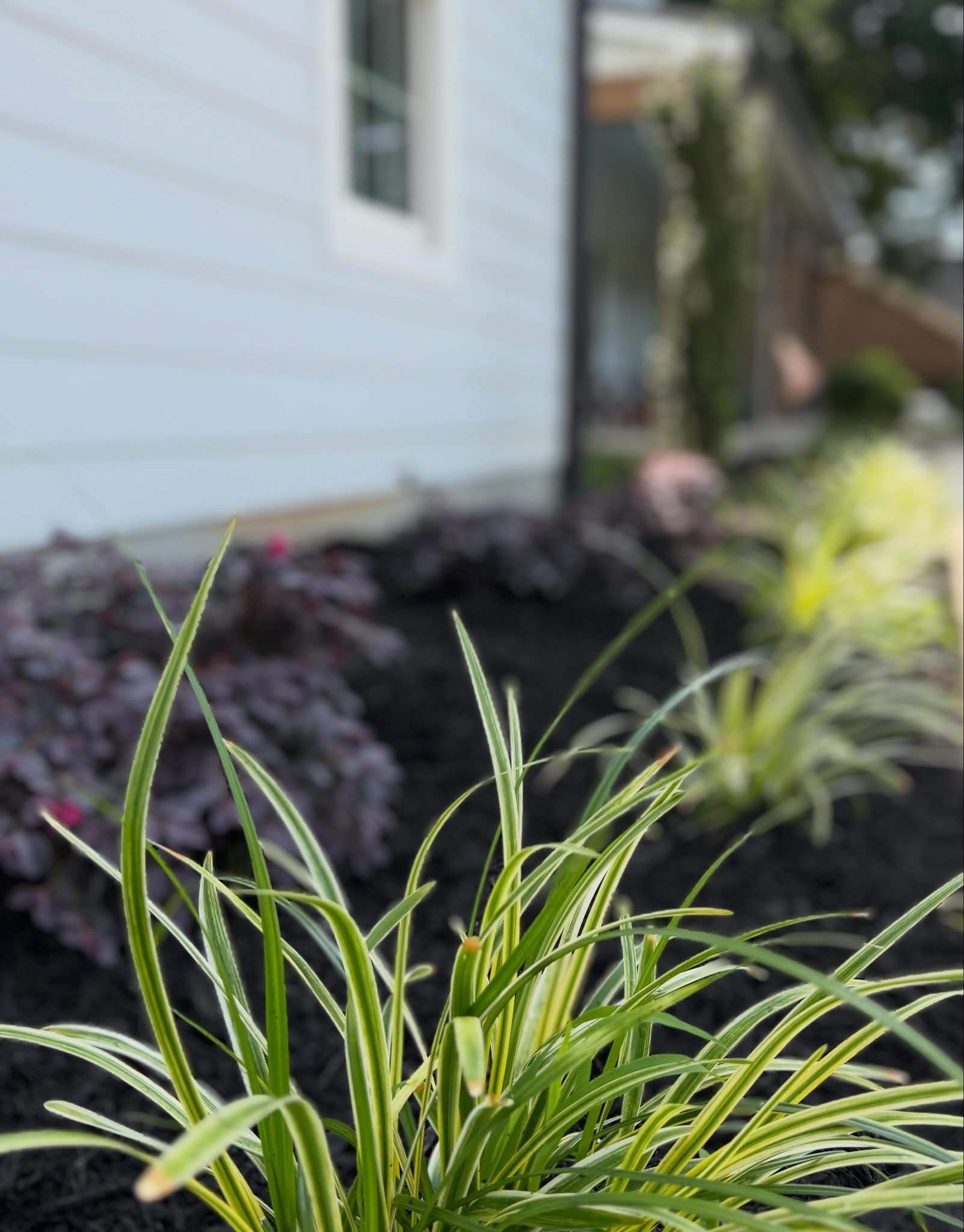 Green ornamental grass in a garden bed beside a light-colored house wall