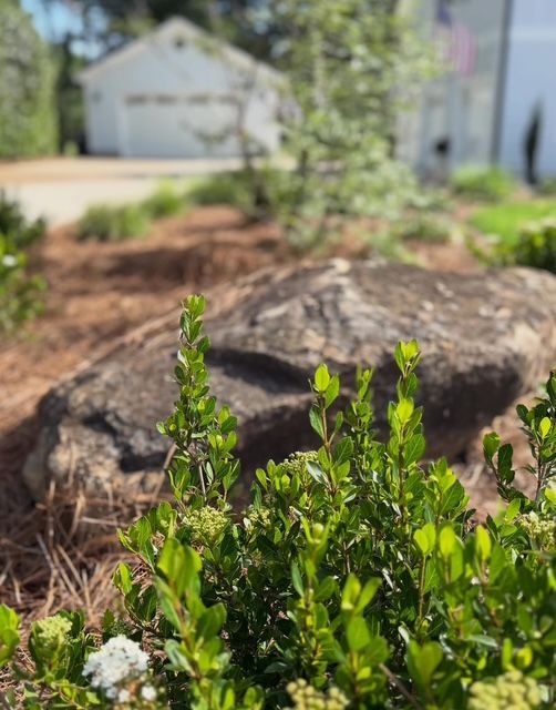 Green shrubs in front of a weathered tree stump in a sunny garden.