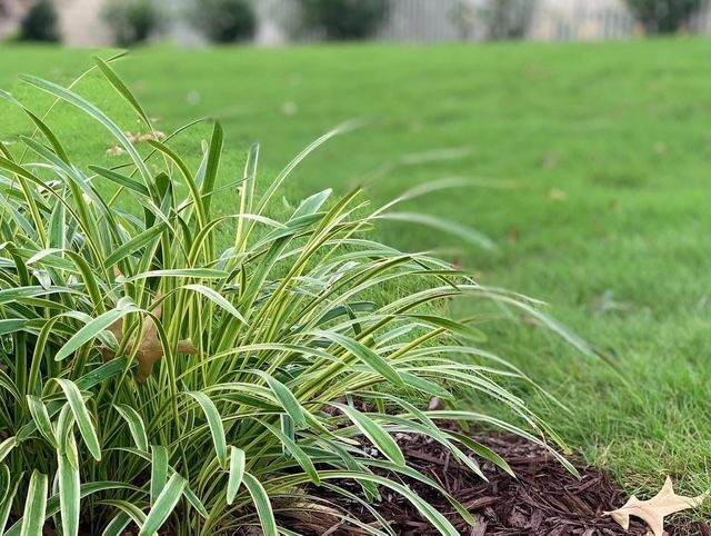Close-up of variegated green grass and a small mulch bed in a landscaped lawn