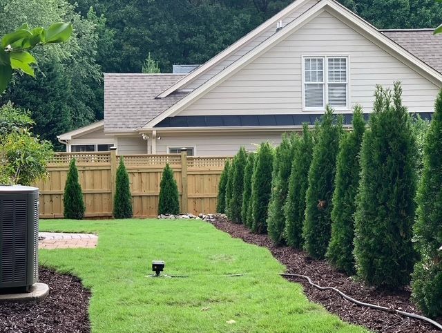 Backyard lawn with row of tall evergreen shrubs beside a beige house and wooden fence