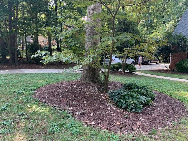 Mulched tree bed with a tree and low green plants in a wooded suburban yard