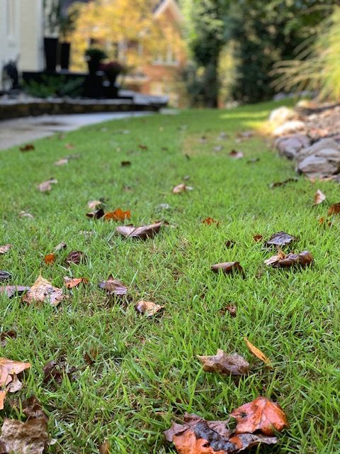Grassy garden path with scattered autumn leaves and blurred trees in the background