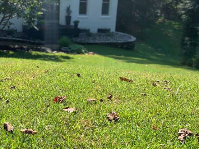 Sunny lawn with scattered leaves and a house in the background