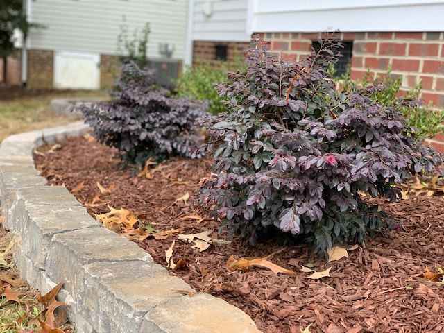 Dark purple ornamental shrubs in a mulched garden bed beside a stone retaining wall and brick house exterior