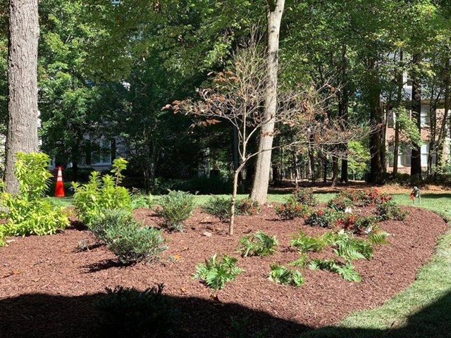 Mulched garden bed with young shrubs and a small tree in a wooded park area